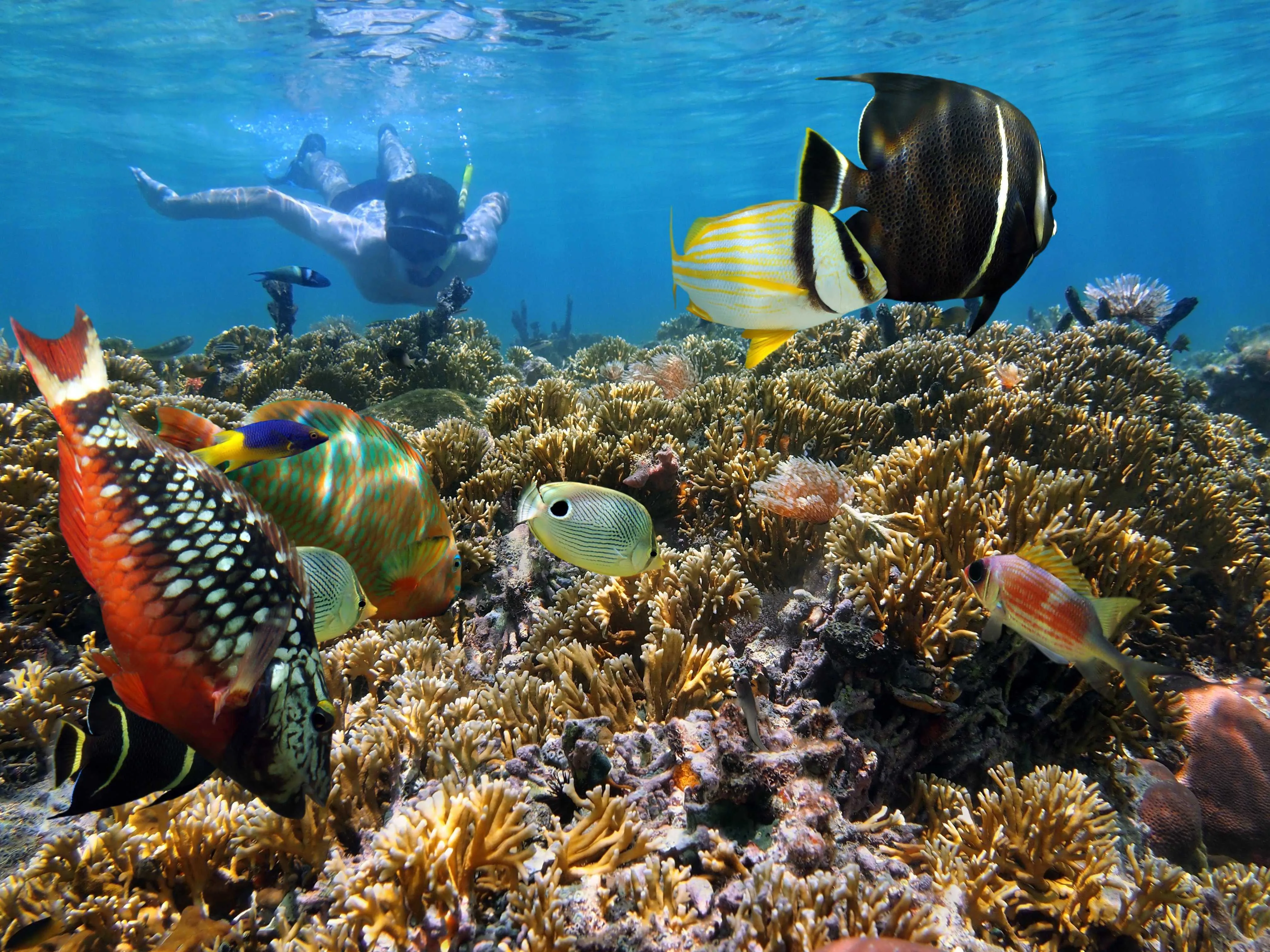 watamu-marine-park-coral-reef-snorkeling